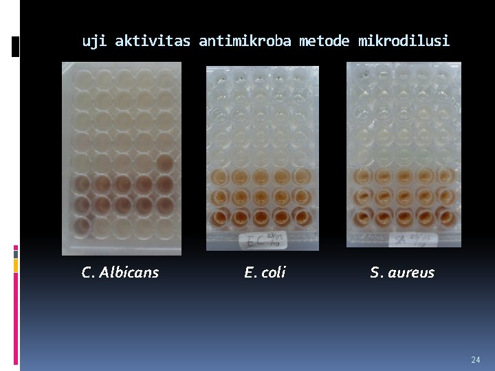 uji aktivitas antimikroba metode mikrodilusi C. Albicans E. coli S. aureus 24 uji aktivitas antimikroba metode mikrodilusi C. Albicans E. coli S. aureus 24