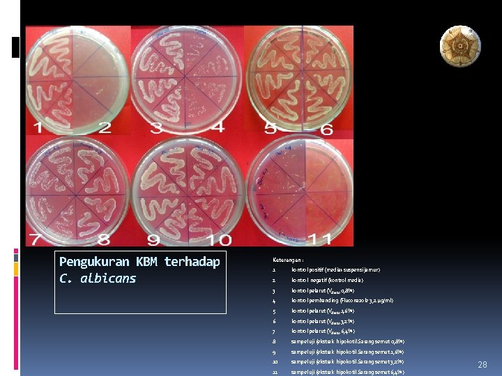 Pengukuran KBM terhadap C. albicans Keterangan : 1 kontrol positif (media+suspensi jamur) 2 kontrol