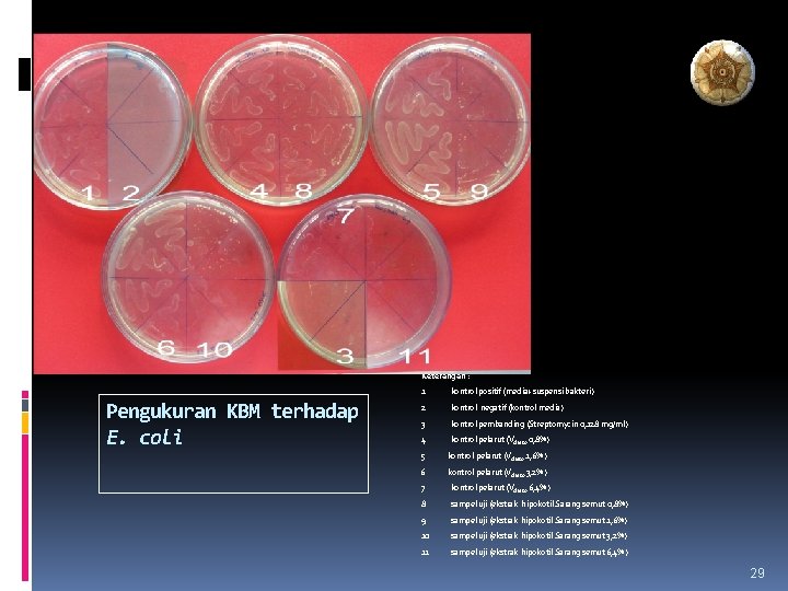 Keterangan : Pengukuran KBM terhadap E. coli 1 kontrol positif (media+suspensi bakteri) 2 kontrol
