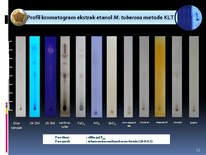 Profil kromatogram ekstrak etanol M. tuberosa metode KLT Sinar tampak UV 254 UV 366 Profil kromatogram ekstrak etanol M. tuberosa metode KLT Sinar tampak UV 254 UV 366