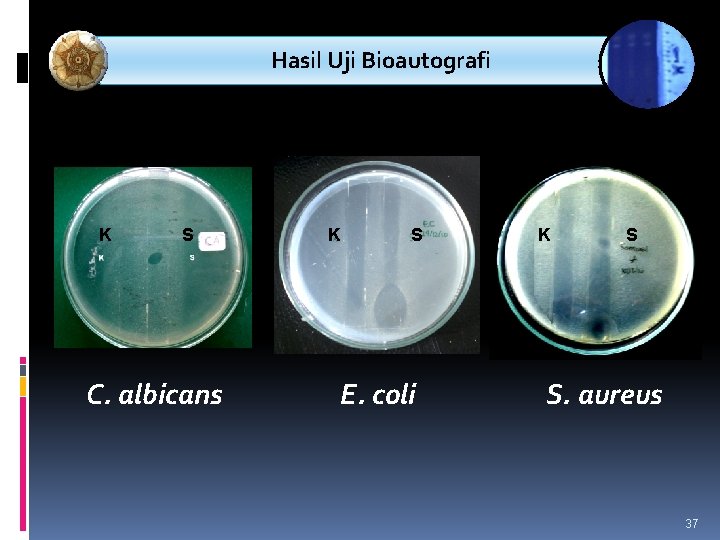 Hasil Uji Bioautografi K S C. albicans K S E. coli K S S.