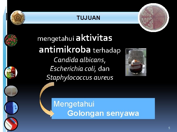 TUJUAN mengetahui aktivitas antimikroba terhadap Candida albicans, Escherichia coli, dan Staphylococcus aureus Mengetahui TUJUAN mengetahui aktivitas antimikroba terhadap Candida albicans, Escherichia coli, dan Staphylococcus aureus Mengetahui