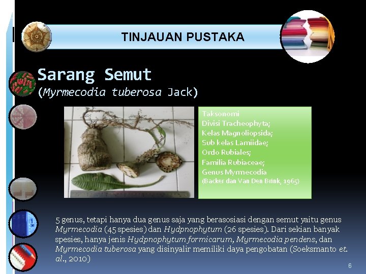 TINJAUAN PUSTAKA Sarang Semut (Myrmecodia tuberosa Jack) Taksonomi Divisi Tracheophyta; Kelas Magnoliopsida; Sub TINJAUAN PUSTAKA Sarang Semut (Myrmecodia tuberosa Jack) Taksonomi Divisi Tracheophyta; Kelas Magnoliopsida; Sub