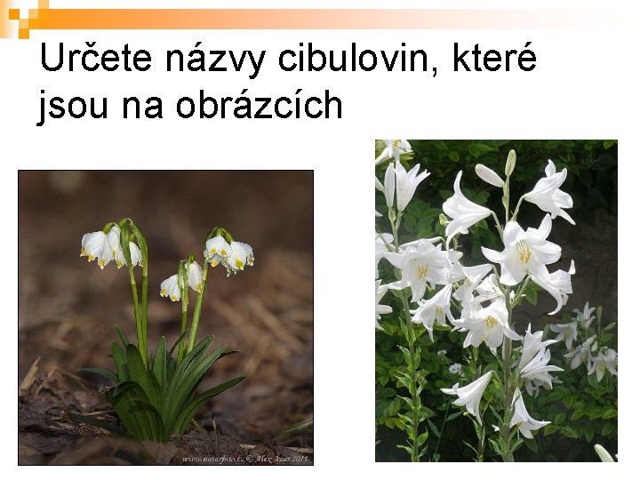 Určete názvy cibulovin, které jsou na obrázcích 