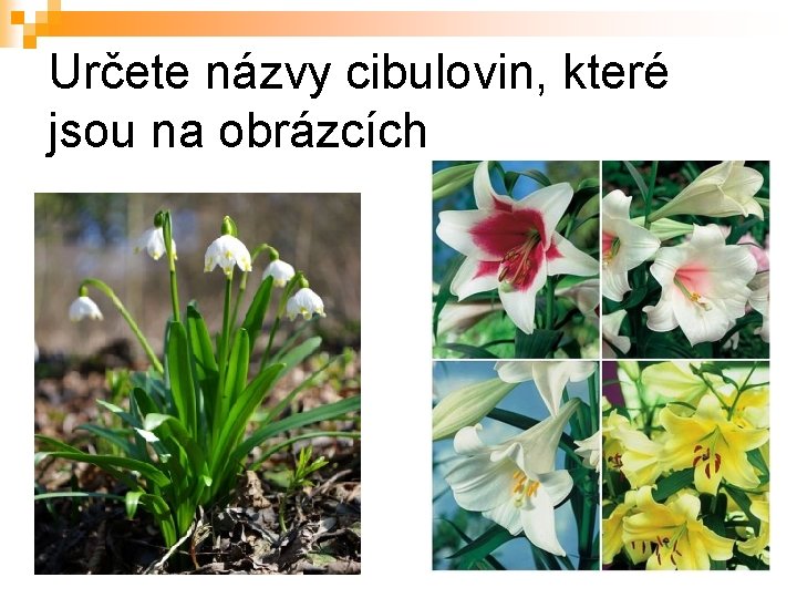 Určete názvy cibulovin, které jsou na obrázcích 