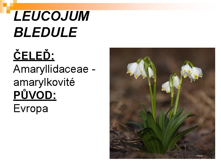 LEUCOJUM BLEDULE ČELEĎ: Amaryllidaceae amarylkovité PŮVOD: Evropa 