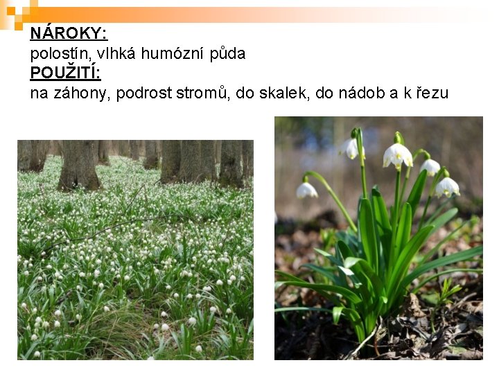 NÁROKY: polostín, vlhká humózní půda POUŽITÍ: na záhony, podrost stromů, do skalek, do nádob