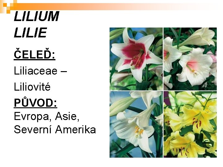 LILIUM LILIE ČELEĎ: Liliaceae – Liliovité PŮVOD: Evropa, Asie, Severní Amerika 