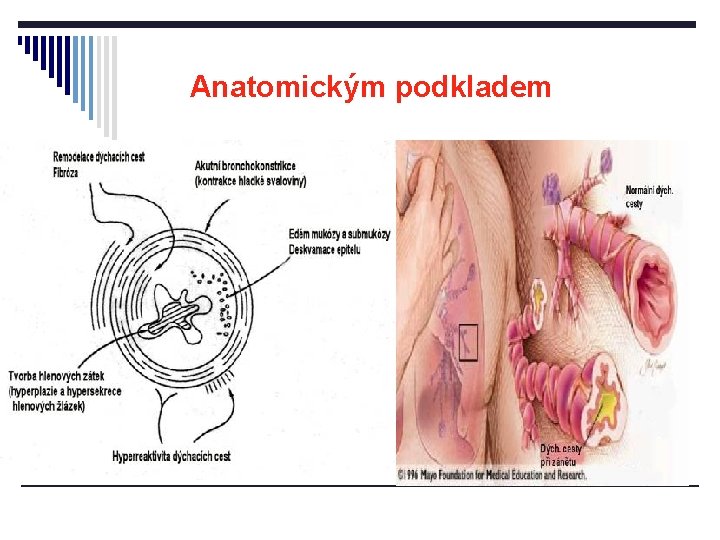 Anatomickým podkladem 