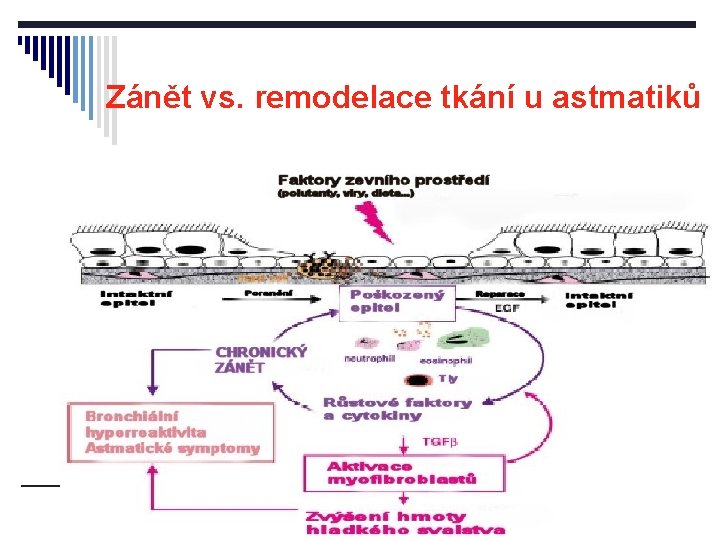 Zánět vs. remodelace tkání u astmatiků 