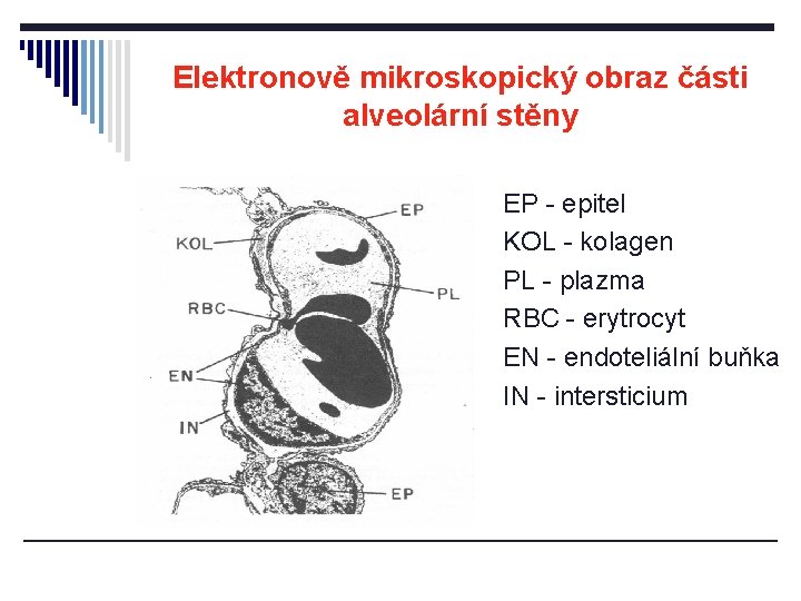 Elektronově mikroskopický obraz části alveolární stěny EP - epitel KOL - kolagen PL -