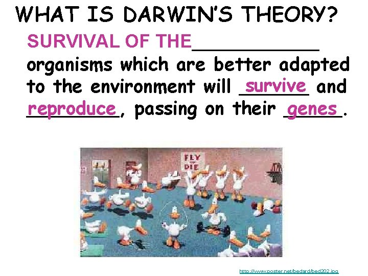 WHAT IS DARWIN’S THEORY? SURVIVAL OF THE______ organisms which are better adapted survive and