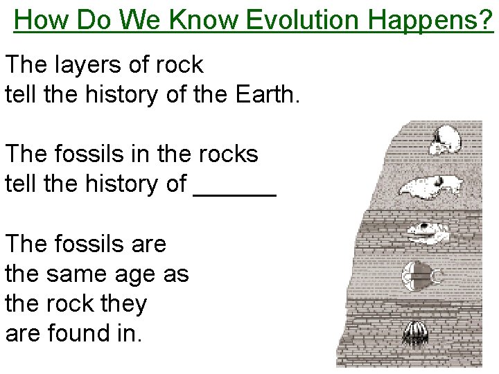 How Do We Know Evolution Happens? The layers of rock tell the history of