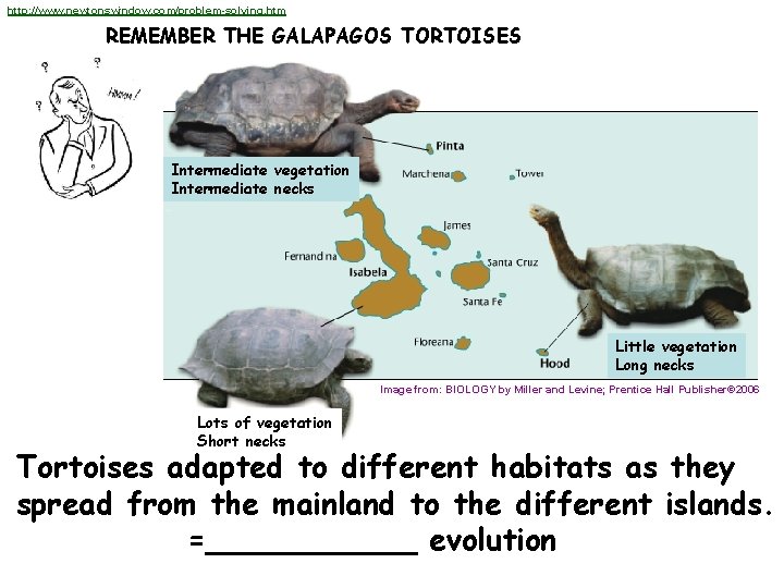http: //www. newtonswindow. com/problem-solving. htm REMEMBER THE GALAPAGOS TORTOISES Intermediate vegetation Intermediate necks Little