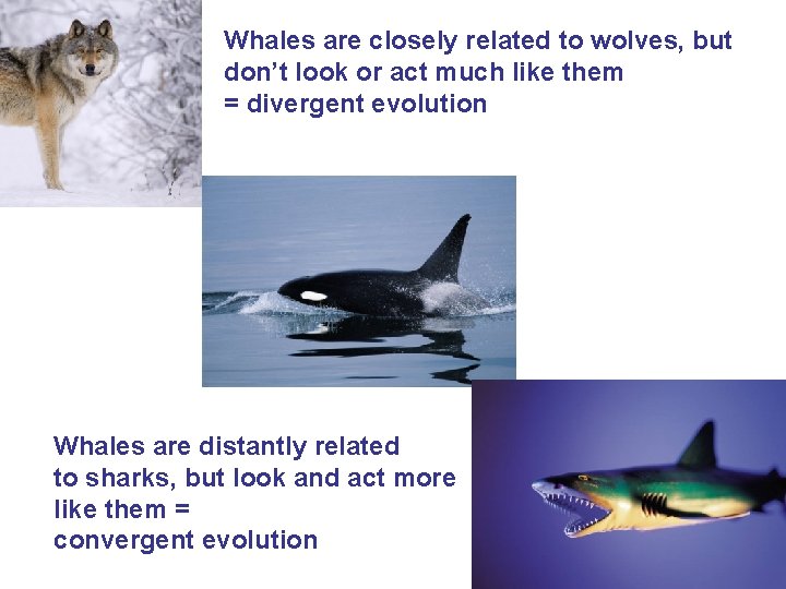 Whales are closely related to wolves, but don’t look or act much like them