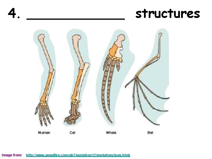 4. ______ structures Image from: http: //www. angelfire. com/ab 7/evolution 12/evolutionclues. html 