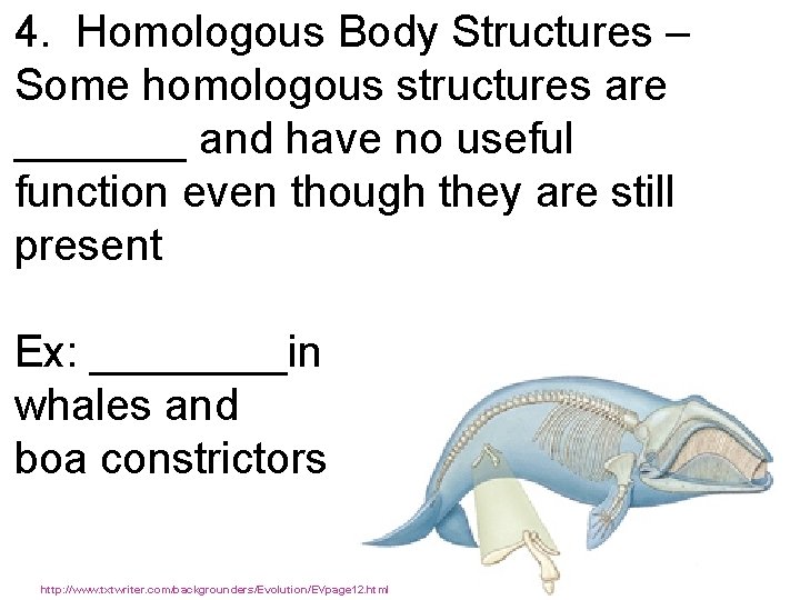 4. Homologous Body Structures – Some homologous structures are _______ and have no useful