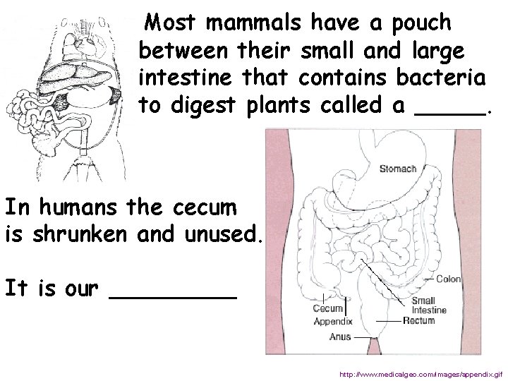  Most mammals have a pouch between their small and large intestine that contains