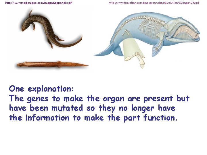 http: //www. medicalgeo. com/images/appendix. gif http: //www. txtwriter. com/backgrounders/Evolution/EVpage 12. html One explanation: The