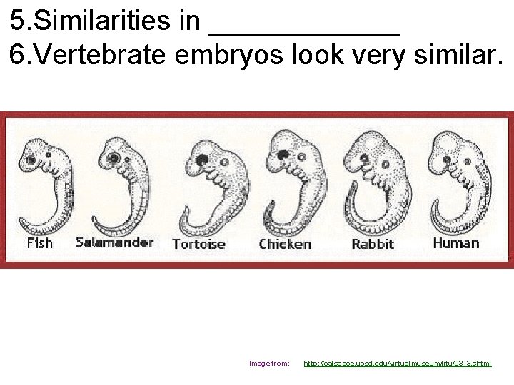 5. Similarities in ______ 6. Vertebrate embryos look very similar. Image from: http: //calspace.