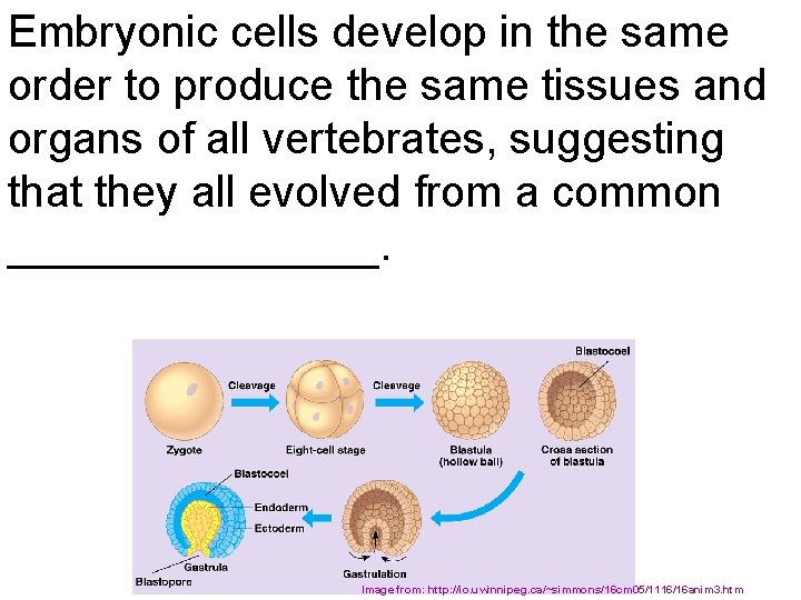 Embryonic cells develop in the same order to produce the same tissues and organs