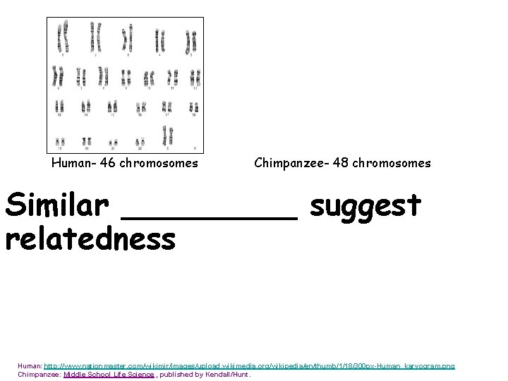 Human- 46 chromosomes Chimpanzee- 48 chromosomes Similar _____ suggest relatedness Human: http: //www. nationmaster.