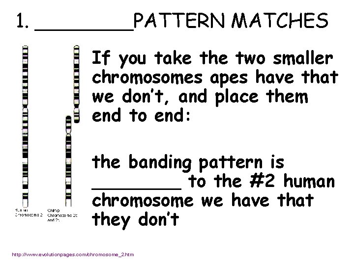 1. ____PATTERN MATCHES If you take the two smaller chromosomes apes have that we