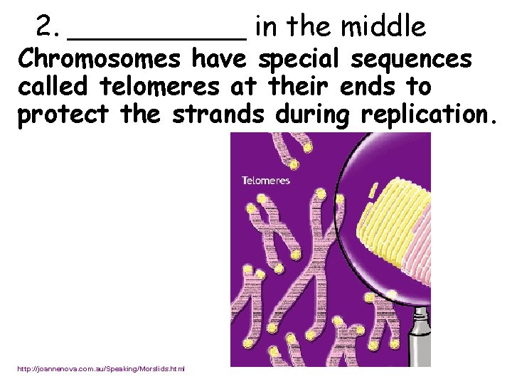 2. _____ in the middle Chromosomes have special sequences called telomeres at their ends