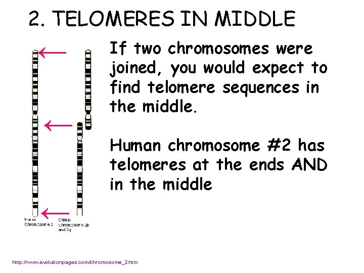 2. TELOMERES IN MIDDLE If two chromosomes were joined, you would expect to find