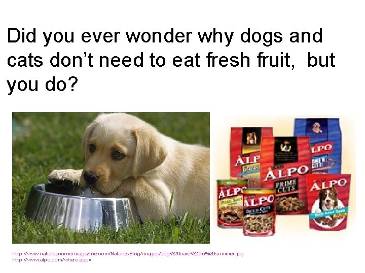 Did you ever wonder why dogs and cats don’t need to eat fresh fruit,