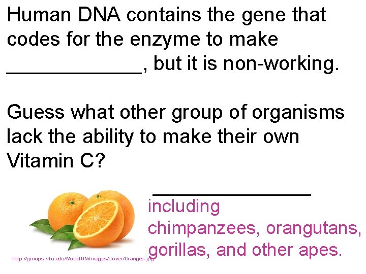 Human DNA contains the gene that codes for the enzyme to make ______, but