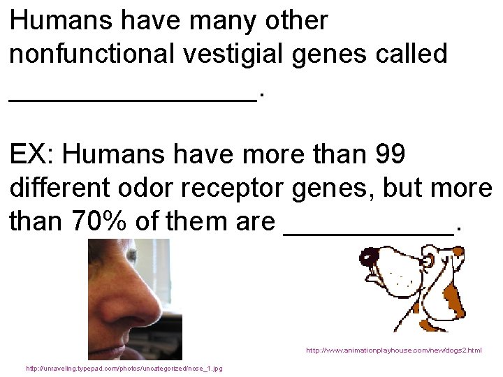 Humans have many other nonfunctional vestigial genes called ________. EX: Humans have more than