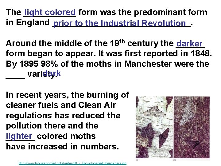 light colored form was the predominant form The ______ in England _______________. prior to