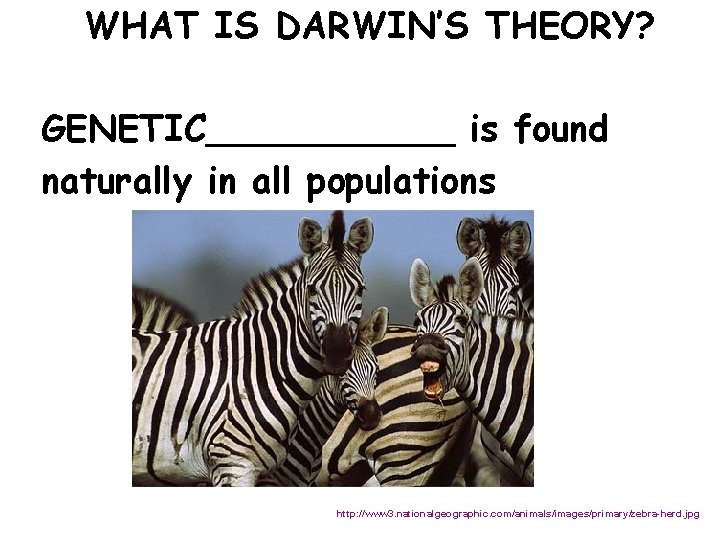 WHAT IS DARWIN’S THEORY? GENETIC______ is found naturally in all populations http: //www 3.