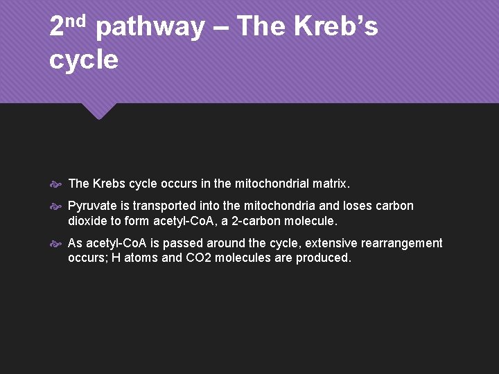 2 nd pathway – The Kreb’s cycle The Krebs cycle occurs in the mitochondrial