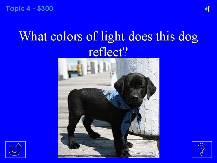 Topic 4 - $300 What colors of light does this dog reflect? 