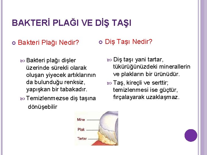 BAKTERİ PLAĞI VE DİŞ TAŞI Bakteri Plağı Nedir? Bakteri plağı dişler üzerinde sürekli olarak