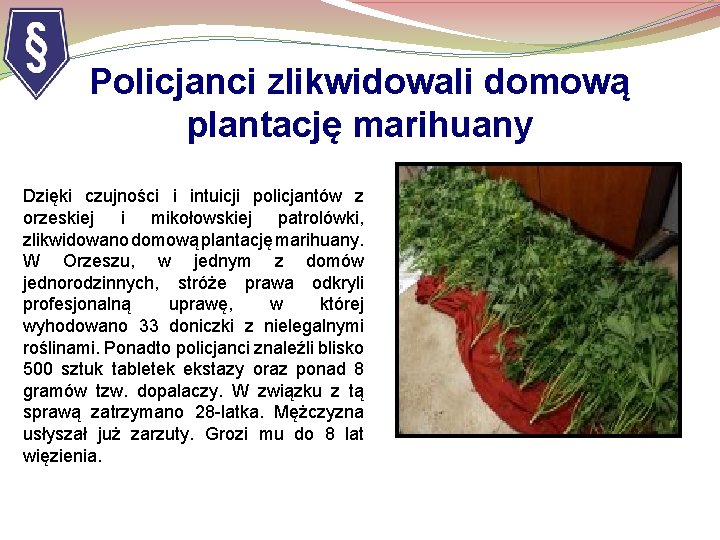 Policjanci zlikwidowali domową plantację marihuany Dzięki czujności i intuicji policjantów z orzeskiej i mikołowskiej