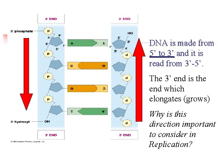 DNA is made from 5’ to 3’ and it is read from 3’-5’. The