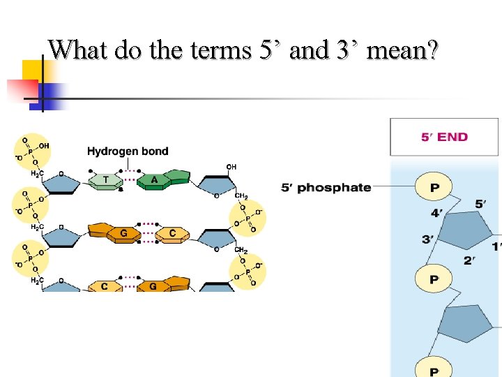 What do the terms 5’ and 3’ mean? 