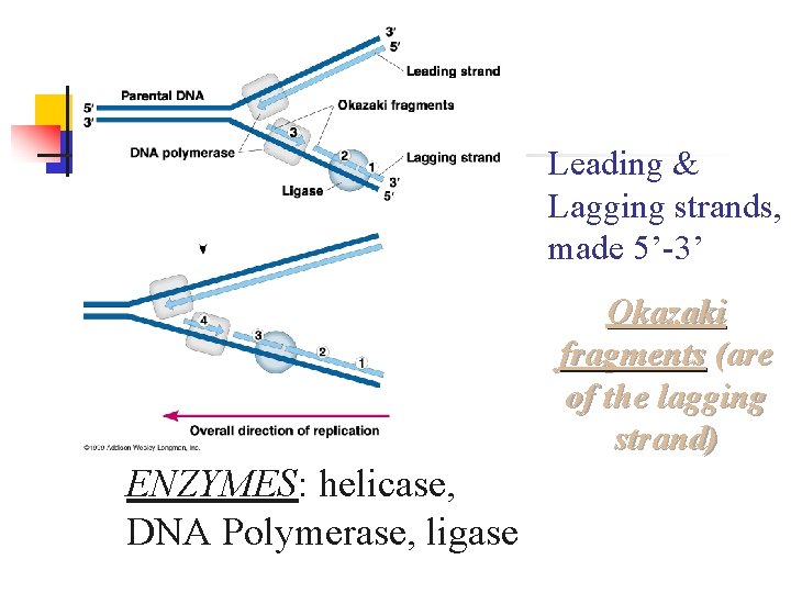 Leading & Lagging strands, made 5’-3’ Okazaki fragments (are of the lagging strand) ENZYMES: