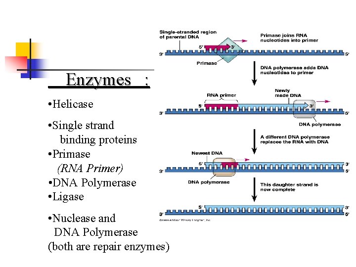 Enzymes : • Helicase • Single strand binding proteins • Primase (RNA Primer) •