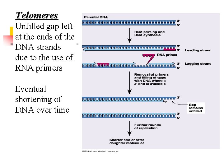 Telomeres Unfilled gap left at the ends of the DNA strands due to the