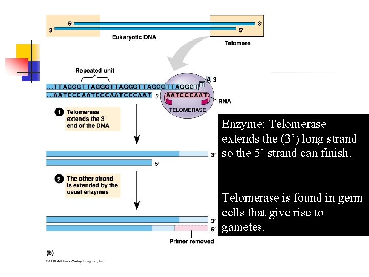 Enzyme: Telomerase extends the (3’) long strand so the 5’ strand can finish. Telomerase