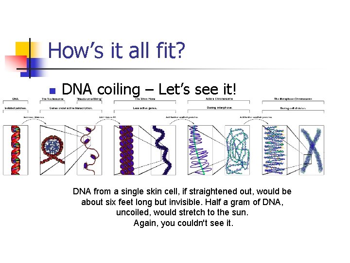 How’s it all fit? n DNA coiling – Let’s see it! DNA from a