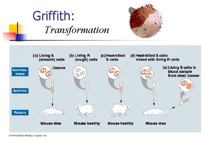 Griffith: Transformation 