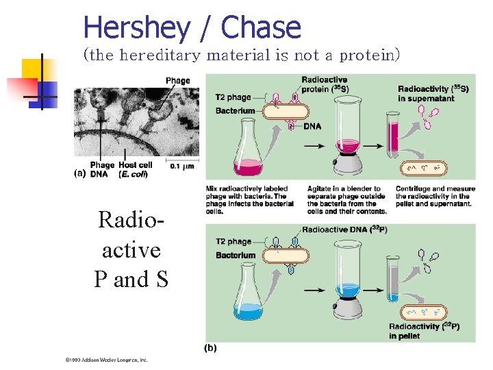 Hershey / Chase (the hereditary material is not a protein) Radioactive P and S
