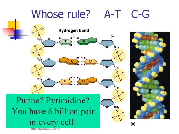 Whose rule? Purine? Pyrimidine? You have 6 billion pair in every cell! A-T C-G