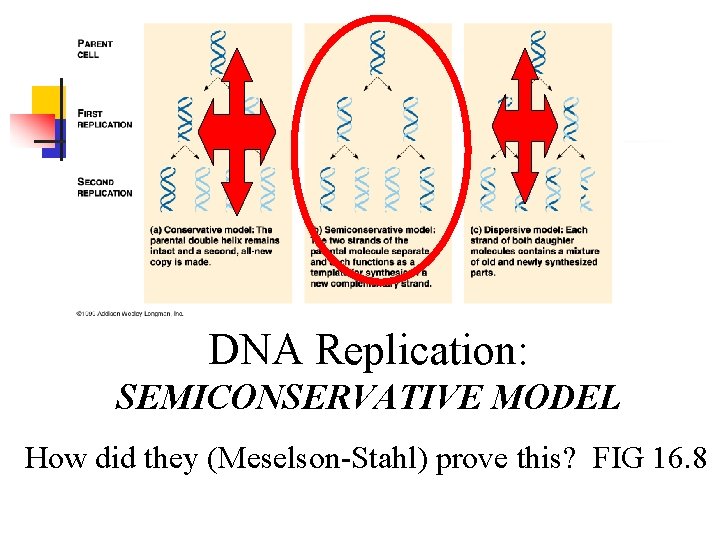 DNA Replication: SEMICONSERVATIVE MODEL How did they (Meselson-Stahl) prove this? FIG 16. 8 