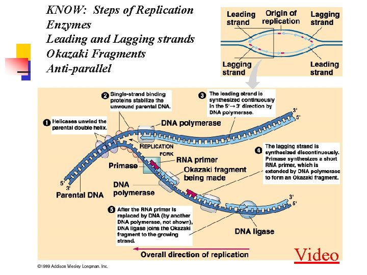 KNOW: Steps of Replication Enzymes Leading and Lagging strands Okazaki Fragments Anti-parallel Video 